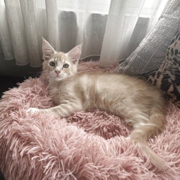 メインクーン【愛知県・男の子・2025年3月7日・クリームタビー&ホワイト】の写真「クリームカラー🐱💛男の子」