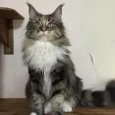 メインクーン【愛知県・女の子・2025年3月14日・ブラウンパッチドタビー&ホワイト】の写真2