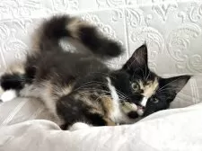 メインクーン【愛知県・女の子・2025年5月17日・ブラウンパッチドタビー&ホワイト】の写真3