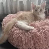 メインクーン【愛知県・男の子・2025年3月7日・クリームタビー&ホワイト】の写真4