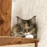 メインクーン【愛知県・女の子・2025年3月14日・ブラウンパッチドタビー&ホワイト】の写真5