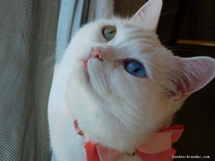 北海道 上野 淳子 うえの じゅんこ ブリーダー みんなの子猫ブリーダー