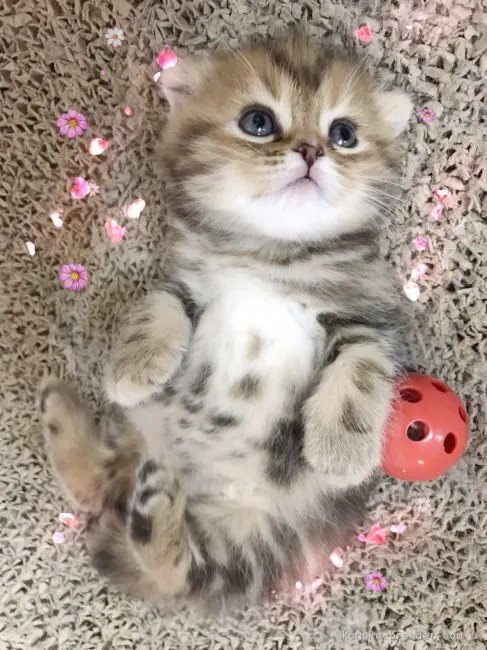 ID:1910-00885の子猫