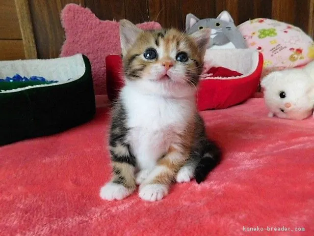 ID:1803-00048の子猫