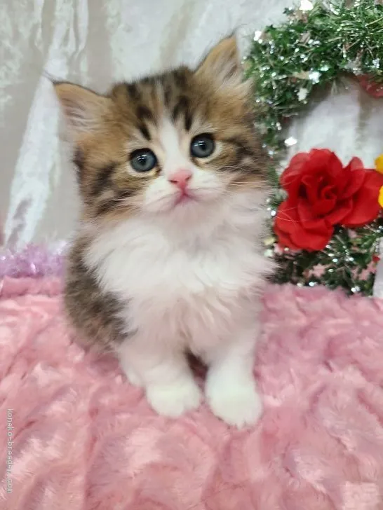 ID:2011-02110の子猫