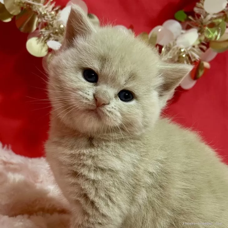 ID：2412-01292の子猫