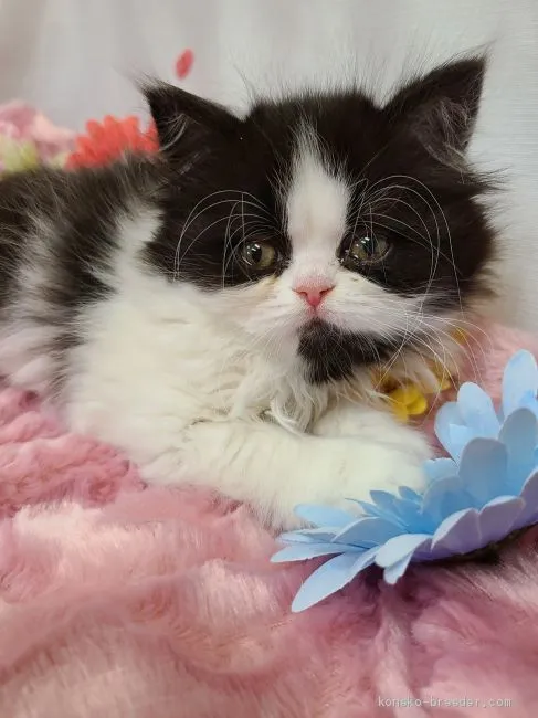 ID：2102-00290の子猫