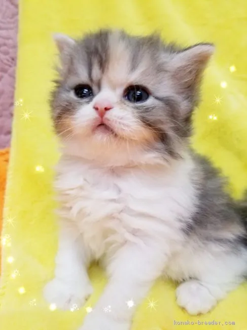 ID:2001-01106の子猫