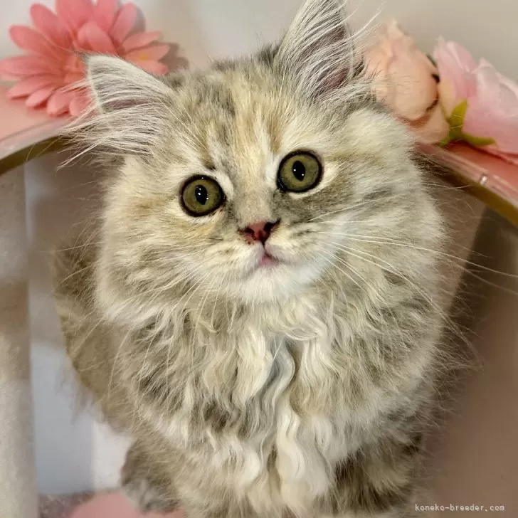 ID：2406-03121の子猫