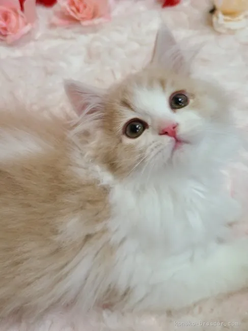 ID：2303-01296の子猫