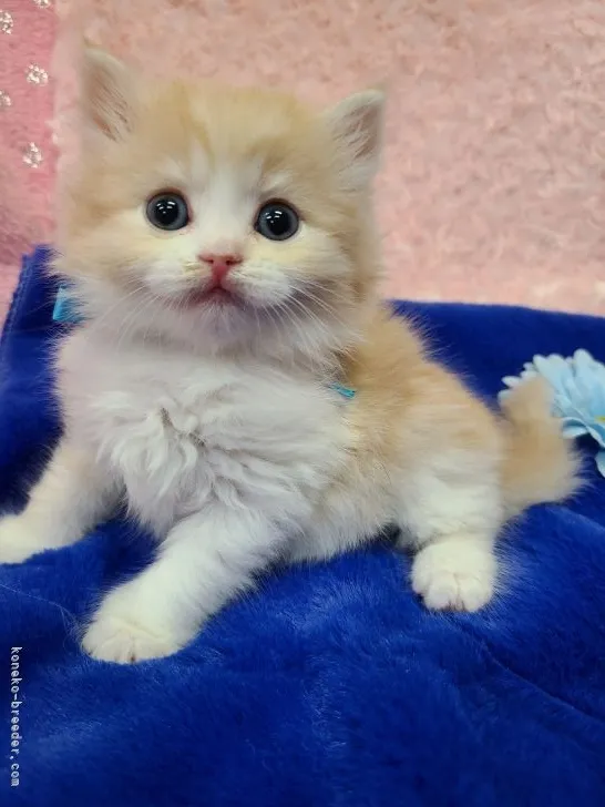 ID:2201-00127の子猫