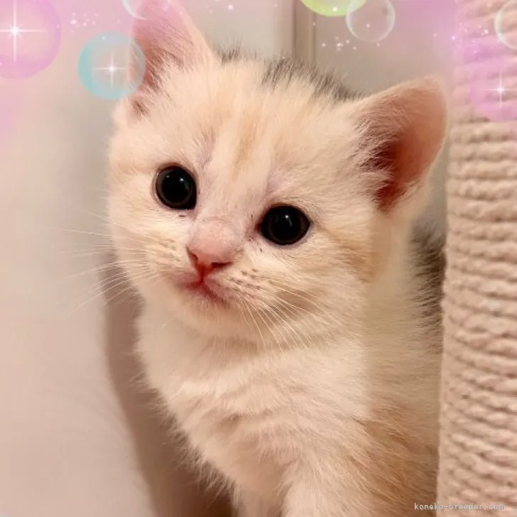 ID：2310-01743の子猫