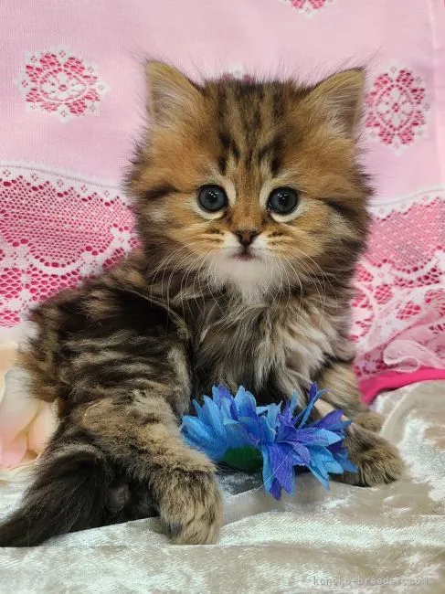 ID:2204-00289の子猫