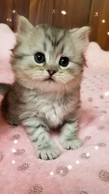 ID：1811-00036の子猫