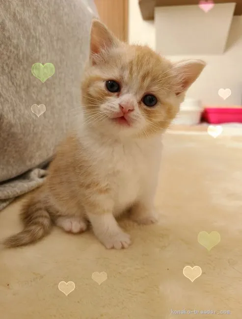ID：2009-00421の子猫