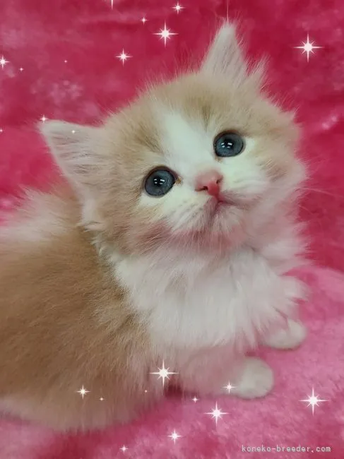 ID：2302-00745の子猫