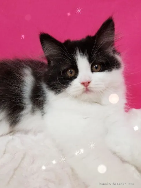 ID:2004-01158の子猫