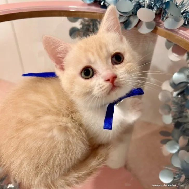 ID:2311-01640の子猫