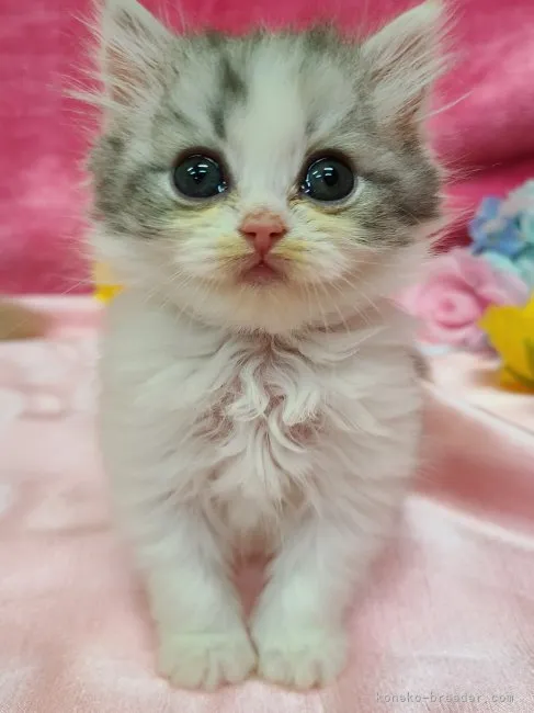 ID:2305-00100の子猫