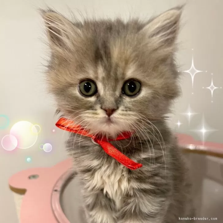 ID:2402-01425の子猫