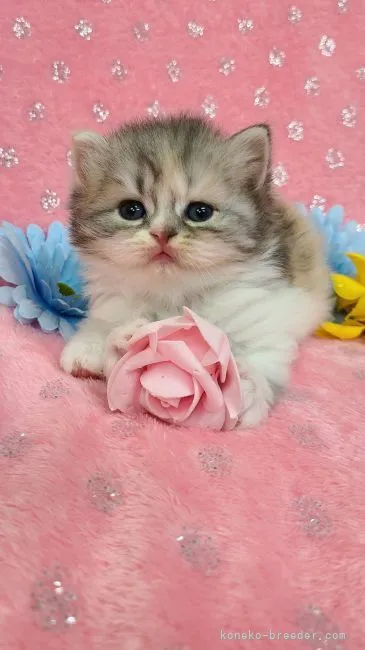 ID:2105-01773の子猫