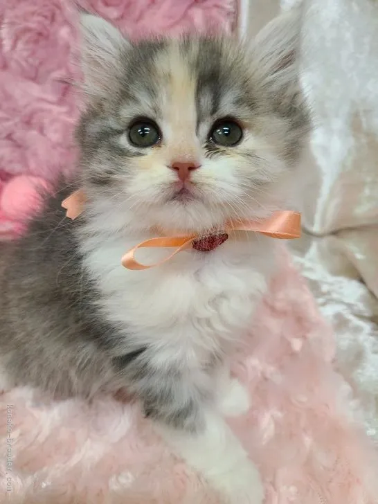 ID：2201-00125の子猫