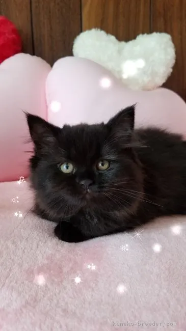 ID：1807-00887の子猫