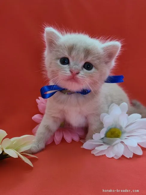 ID：2009-00445の子猫