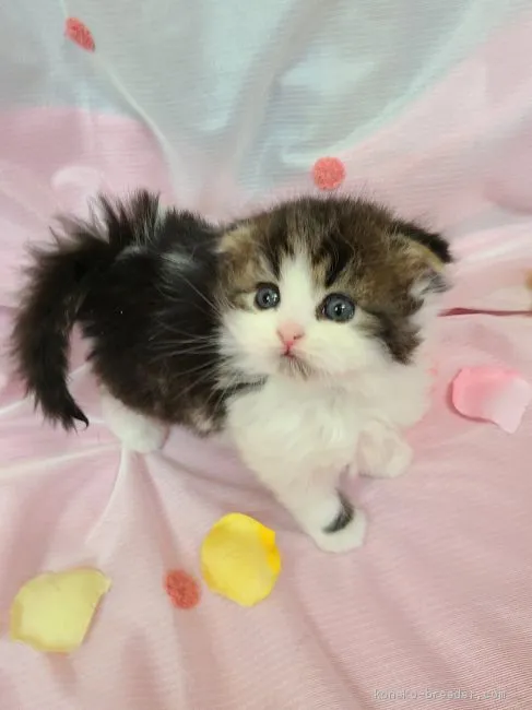 のぐりん 様のお迎えした子猫