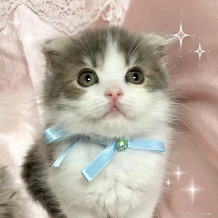 ID：2403-00765の子猫