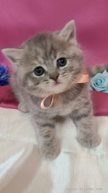 ID:2108-02196の子猫