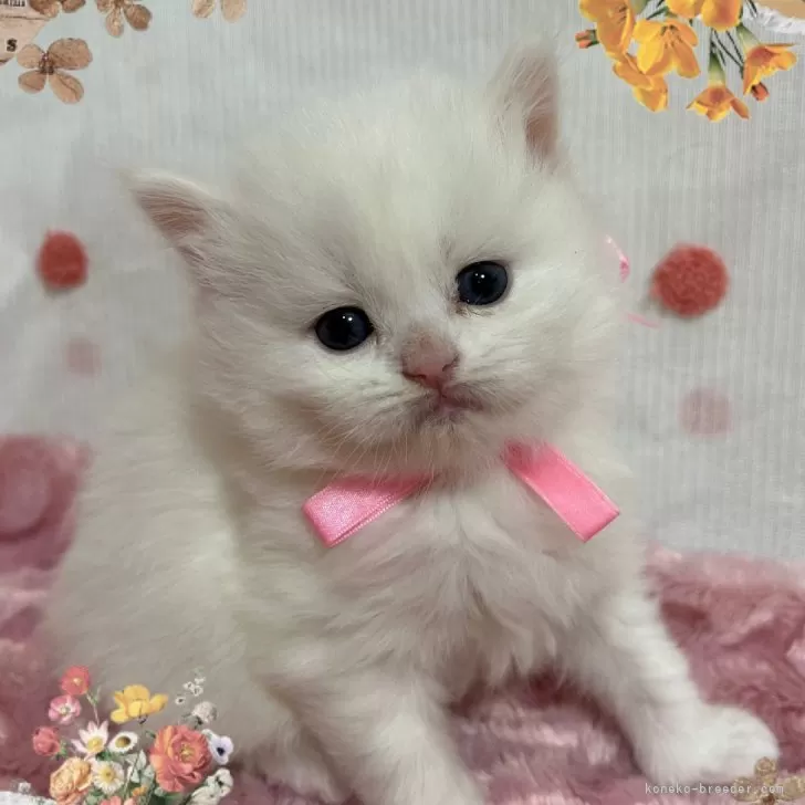 ID：2412-01222の子猫