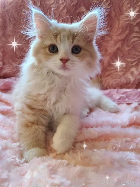 ID：2112-01238の子猫