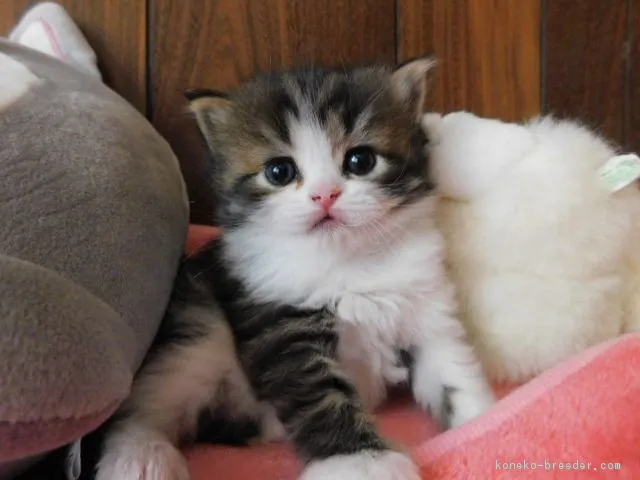 ID：1804-01304の子猫