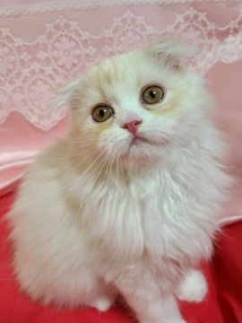スコティッシュフォールド(折れ耳)【北海道・男の子・2023年3月17日・クリ-ムカメオ（柔らかなロング王子💕）】の写真「甘えん坊過ぎな子です😉」