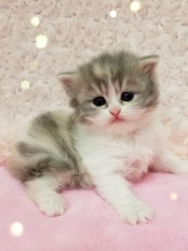 スコティッシュフォールド(立ち耳)【北海道・女の子・2020年1月15日・ダイリュ―トキャリコ（柔らか癒しの手触り❤️）】の写真「ダイリュ―ト柄がバランスの良い可愛い姫💕」