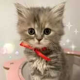 スコティッシュフォールド(立ち耳)【北海道・女の子・2024年1月15日・ブルークリーム】の写真1「天真爛漫な性格の可愛い子で❤️」