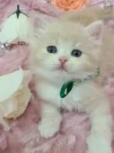 スコティッシュフォールド(立ち耳)【北海道・男の子・2022年11月18日・】の写真2「癒し系なタイプかな？☺️」