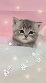 スコティッシュフォールド(立ち耳)【北海道・女の子・2021年7月28日・】の写真3「宜しくにゃん🐱」