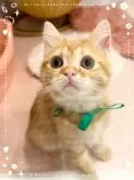 スコティッシュフォールド(立ち耳)【北海道・男の子・2023年12月21日・レッドタビー】の写真3「ぷっくりしたほっぺで可愛いですよ💕」
