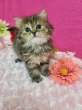 スコティッシュフォールド(立ち耳)【北海道・女の子・2021年2月20日・ブラウンタビ-】の写真3「まんまる可愛い瞳です🎵」