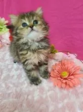 スコティッシュフォールド(立ち耳)【北海道・女の子・2021年2月20日・ブラウンタビ-】の写真5「家族募集中にゃ🐱」