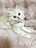 スコティッシュフォールド(立ち耳)【北海道・男の子・2025年7月28日・クリームタビー&ホワイト】の写真10