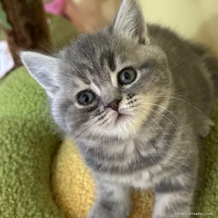ID：2503-02218の子猫
