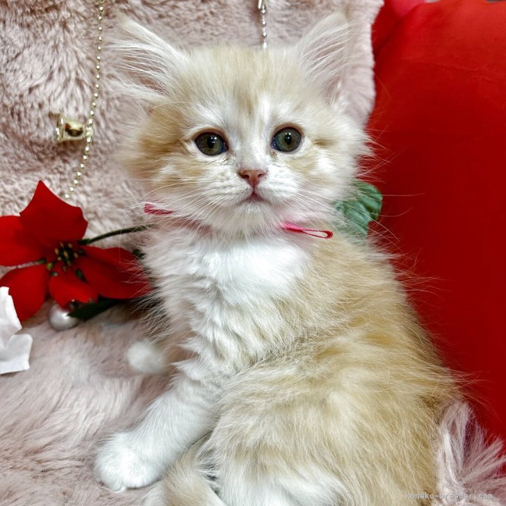 ブリーダー画像