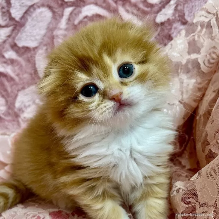 ID：2504-00096の子猫