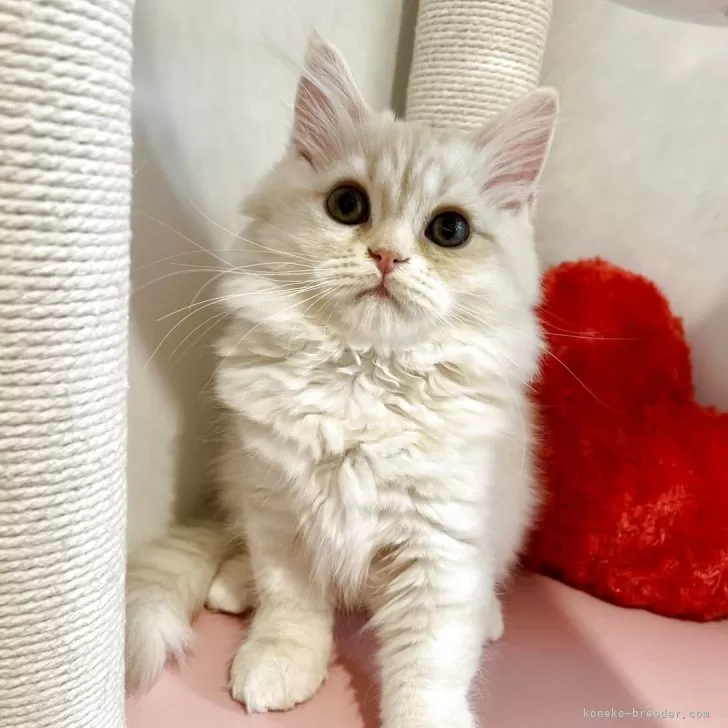 スコティッシュフォールド(立ち耳)【北海道・男の子・2025年7月28日・クリームタビー&amp;ホワイト】の写真1「NICEなイケメン✨」