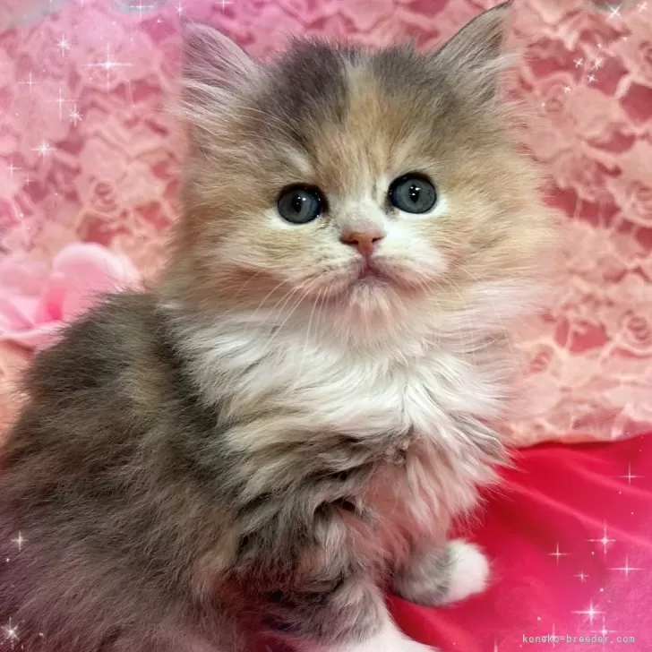 A.K 様のお迎えした子猫