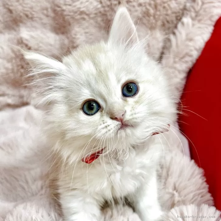 ID：2509-00505の子猫