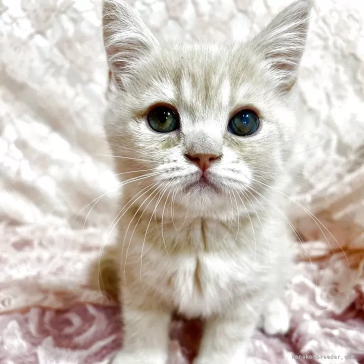 A.O 様のお迎えした子猫